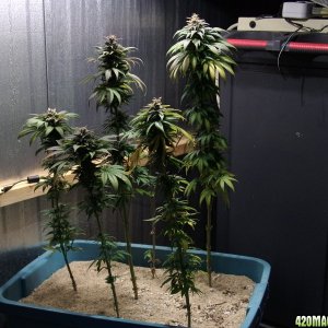 first lowryder grow