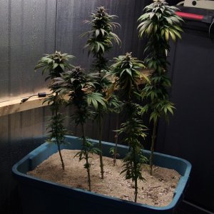 first lowryder grow