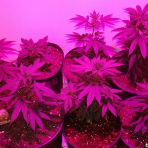 Veg room 6/6/09