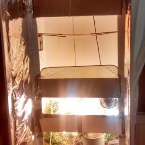 Royal Dwarf - 07-04-2015 - Closet Grow