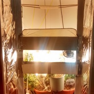 Royal Dwarf - 07-04-2015 - Closet Grow