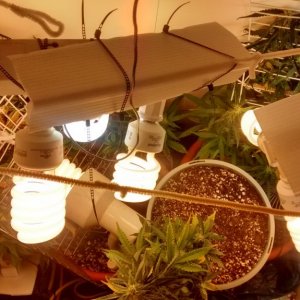 Royal Dwarf - 07-04-2015 - Closet Grow