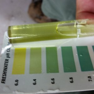 Ph down - 48 hrs test