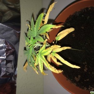 Diagnosis needed for this young plant