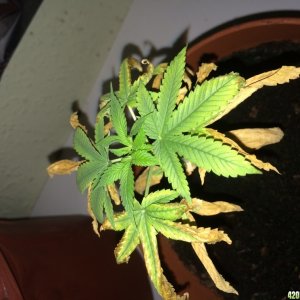 Diagnosis needed for this young plant