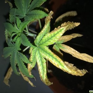 Diagnosis needed for this young plant