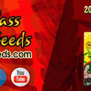 crop king seeds