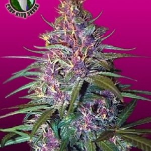 Crop King Seeds