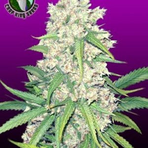 Crop King Seeds