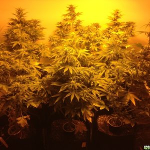 auto grow1