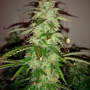 Short Rider Auto Day 67 Pic 2