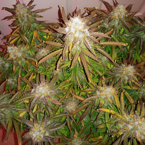 Short Rider Auto Day 71 Pic 1