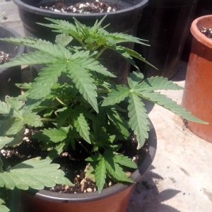 budhha cheese autos