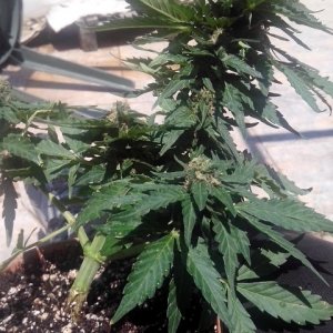 budhha cheese autos