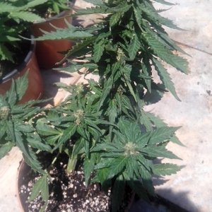 budhha cheese autos