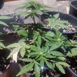 budhha cheese autos