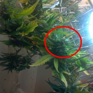 Royal Dwarf - 07-10-2015 - Lower to mid Bud Sight