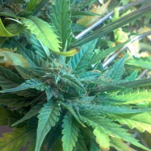 Royal Dwarf - 07-10-2015 - Lower to mid Bud Sight