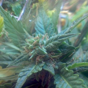 Royal Dwarf - 07-10-2015 - Lower to mid Bud Sight