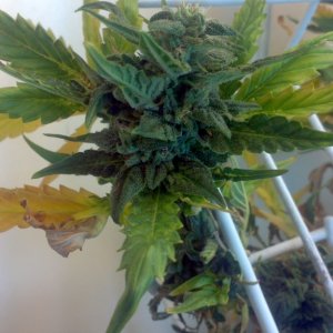 Royal Dwarf - 07-10-2015 - Mid Bud Sight