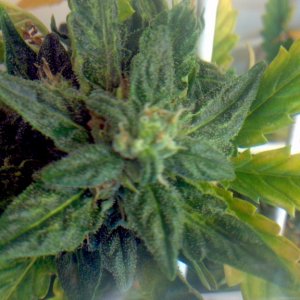 Royal Dwarf - 07-10-2015 - Mid Bud Sight