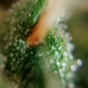 Royal Dwarf - 07-10-2015 - Mid Bud Sight