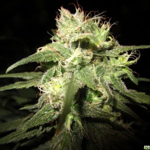 big_colas_fat_buds_003