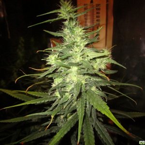 big_colas_fat_buds_004