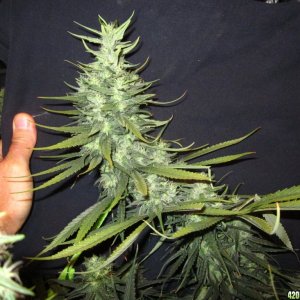 big_colas_fat_buds_005