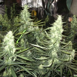 big_colas_fat_buds_007