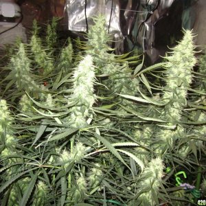 big_colas_fat_buds_008