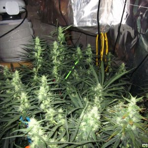 big_colas_fat_buds_009