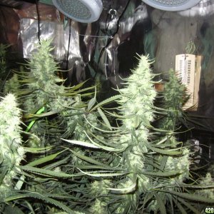 big_colas_fat_buds_011