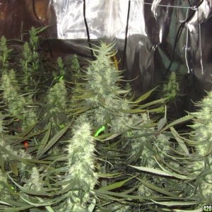 big_colas_fat_buds_013