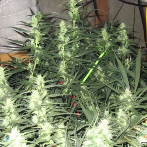 big_colas_fat_buds_014