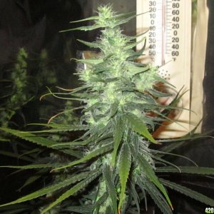 big_colas_fat_buds_015