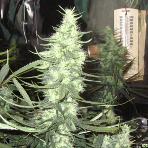 big_colas_fat_buds_016