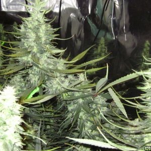 big_colas_fat_buds_017