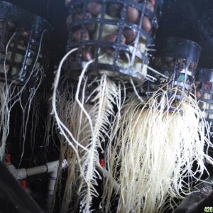 aeroponics issues ?