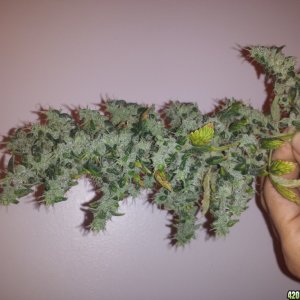 Lemon Amnesia Harvest