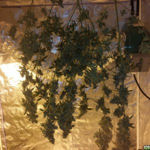 Lemon Amnesia Harvest