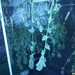 Lemon Amnesia Harvest