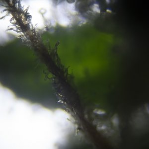 Trichomes and pistils