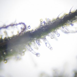 Trichomes and pistils