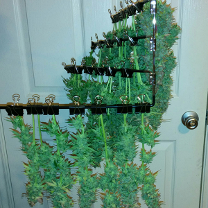 Short Rider Auto Day 78 Harvest 1