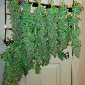 Short Rider Auto Day 78 Harvest 2