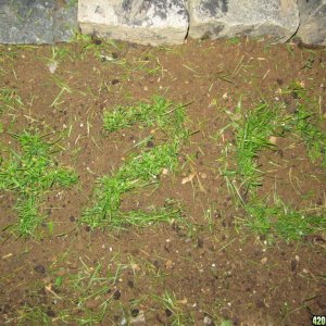 My 420 ''grass'' garden