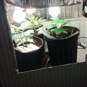 here is my stealth cfl grow box.hope u guys like it