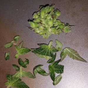 Trimming question