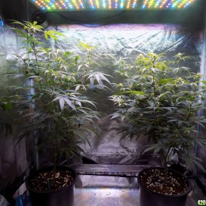 Week18 Update Roslyn Road day 53 of flower